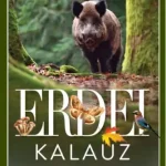 Erdei kalauz - Növények, állatok, évszakok, kirándulás Ne maradj le